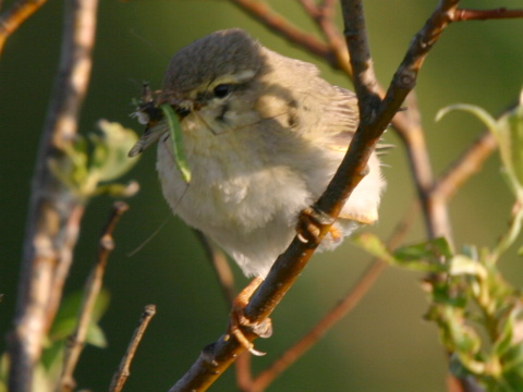 kolibkrik spevav
 (Phylloscopus trochilus
)