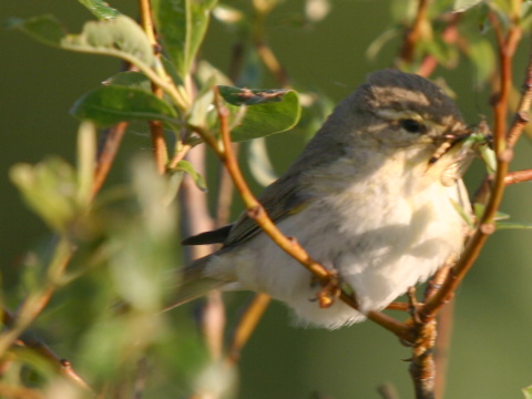 kolibkrik spevav
 (Phylloscopus trochilus
)