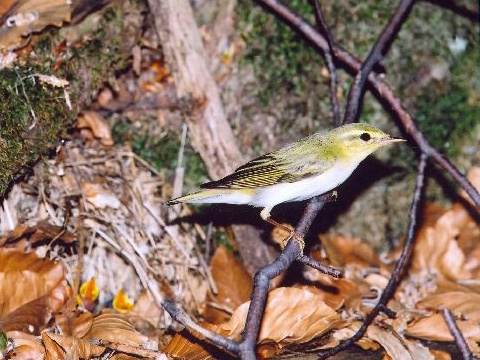 kolibkrik sykav
 (Phylloscopus sibilatrix
)