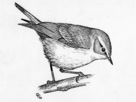 kolibkrik zelen / kolibiarik sivozelen
 (Phylloscopus trochiloides
)