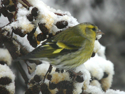 stehlk av / stehlk ik 
 (Carduelis spinus
)