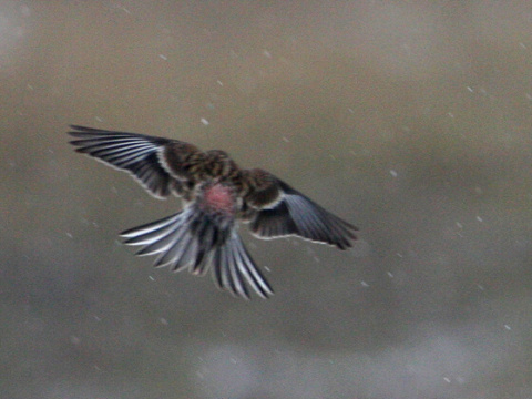 stehlk horsk
 (Carduelis flavirostris
)
