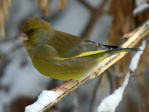 stehlk zelen / zelienka obyajn
 (Carduelis chloris
)
