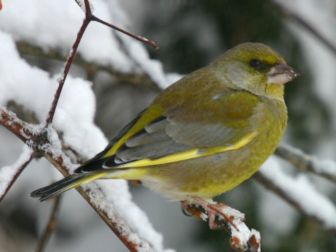 stehlk zelen / zelienka obyajn
 (Carduelis chloris
)