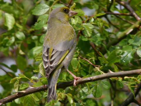 stehlk zelen / zelienka obyajn
 (Carduelis chloris
)