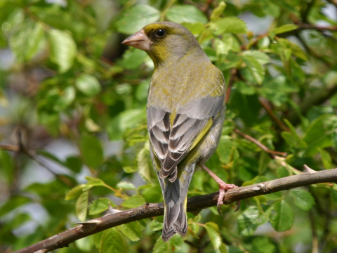 stehlk zelen / zelienka obyajn
 (Carduelis chloris
)