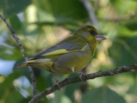 stehlk zelen / zelienka obyajn
 (Carduelis chloris
)