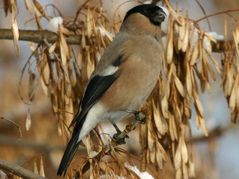 h lesn / h obyajn
 (Pyrrhula pyrrhula
)