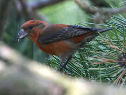 krivonos smrekov
 (Loxia curvirostra
)
