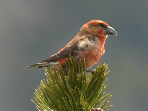 krivonos smrekov
 (Loxia curvirostra
)