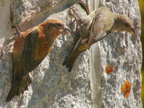 krivonos smrekov
 (Loxia curvirostra
)