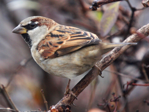vrabec domov
 (Passer domesticus
)