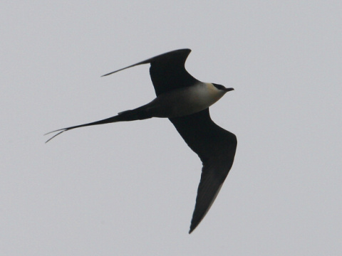 pomornk dlhochvost / pomornk mal
 (Stercorarius longicaudus
)