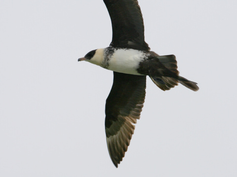 pomornk irokochvost / pomornk stredn
 (Stercorarius pomarinus
)