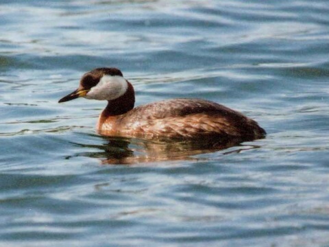 potpka ervenokrk
 (Podiceps grisegena
)