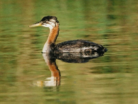 potpka ervenokrk
 (Podiceps grisegena
)