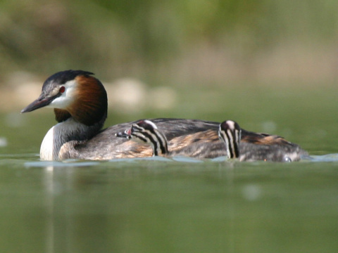 potpka chochlat
 (Podiceps cristatus
)