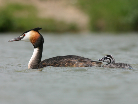 potpka chochlat
 (Podiceps cristatus
)