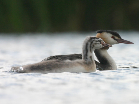 potpka chochlat
 (Podiceps cristatus
)