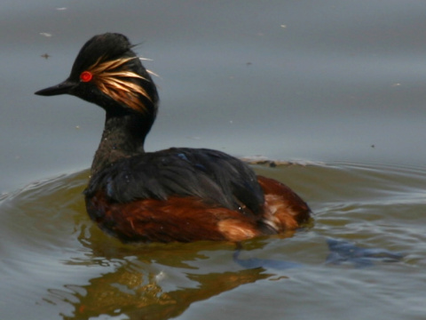 potpka iernokrk
 (Podiceps nigricollis
)