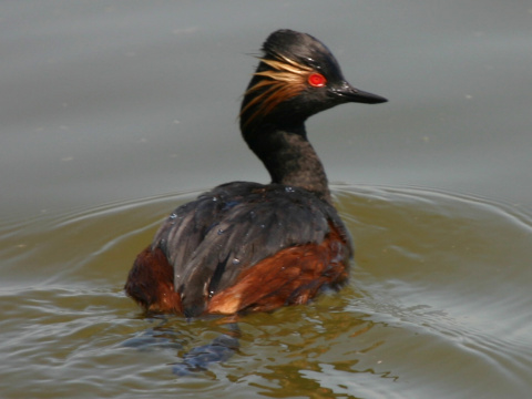 potpka iernokrk
 (Podiceps nigricollis
)