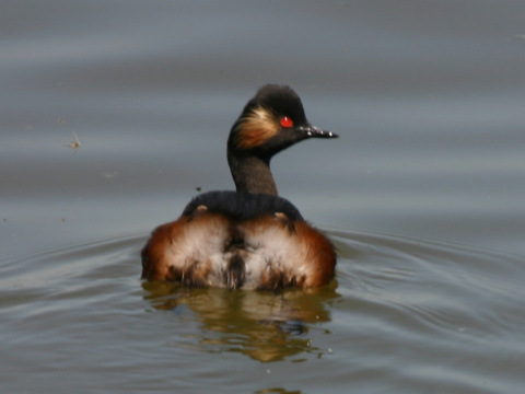 potpka iernokrk
 (Podiceps nigricollis
)