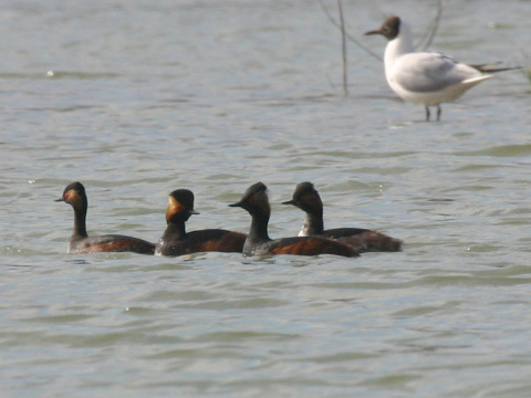 potpka iernokrk
 (Podiceps nigricollis
)