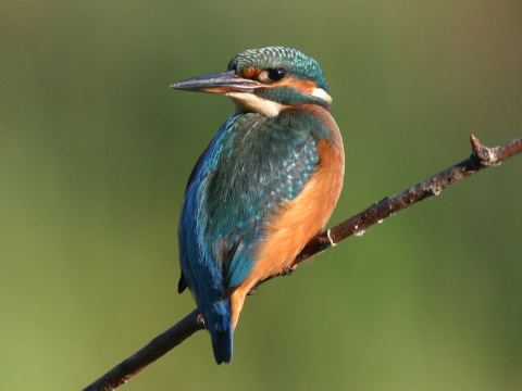 rybrik rieny
 (Alcedo atthis
)