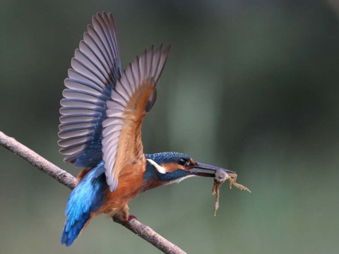 rybrik rieny
 (Alcedo atthis
)