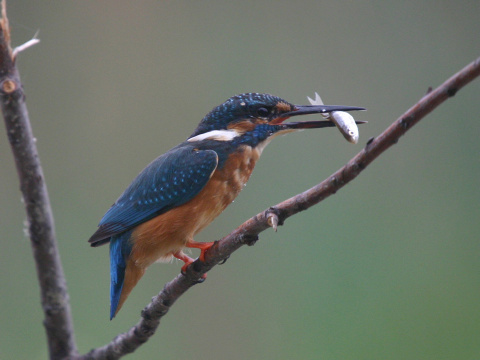 rybrik rieny
 (Alcedo atthis
)