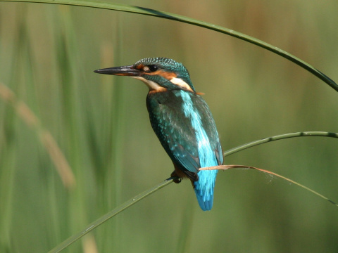 rybrik rieny
 (Alcedo atthis
)