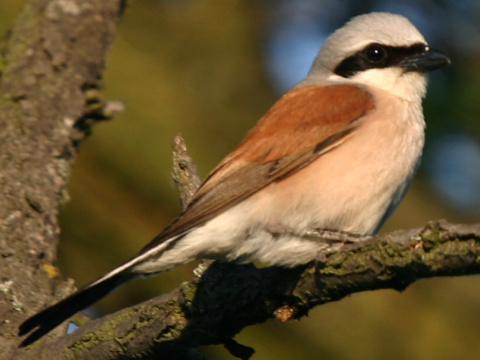 strako ervenochrbt / strako obyajn
 (Lanius collurio
)