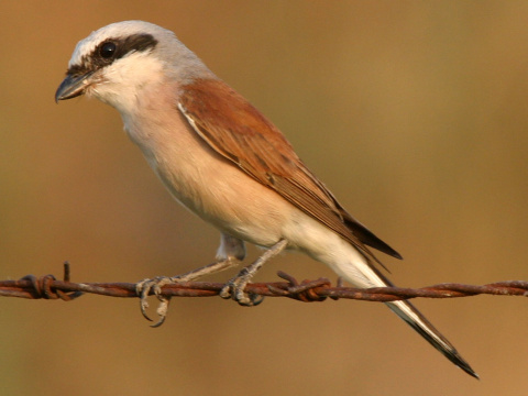 strako ervenochrbt / strako obyajn
 (Lanius collurio
)