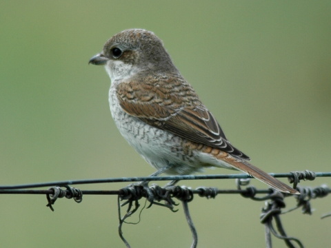 strako ervenochrbt / strako obyajn
 (Lanius collurio
)