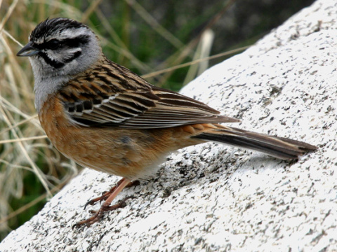 strndka ciav / strndka cia
 (Emberiza cia
)