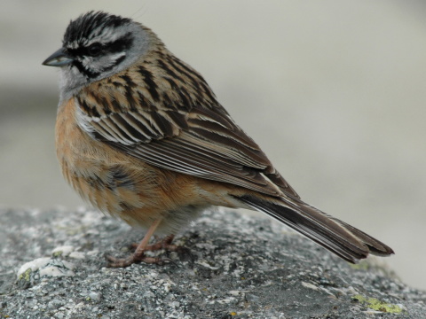 strndka ciav / strndka cia
 (Emberiza cia
)
