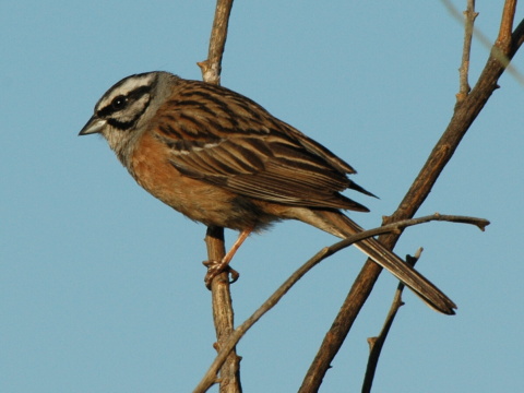 strndka ciav / strndka cia
 (Emberiza cia
)