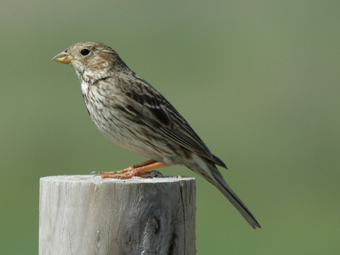 strndka lna
 (Emberiza calandra
)