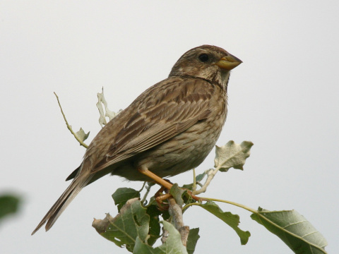 strndka lna
 (Emberiza calandra
)