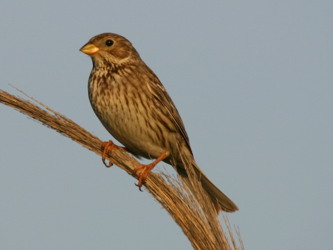 strndka lna
 (Emberiza calandra
)