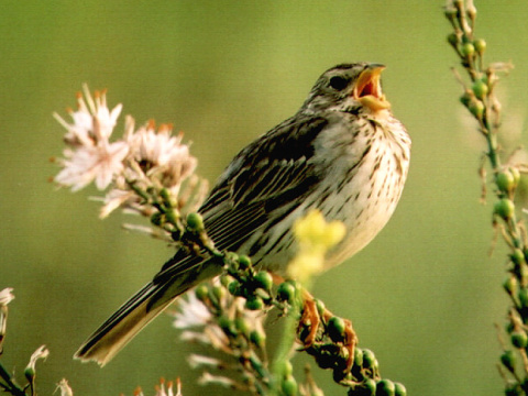strndka lna
 (Emberiza calandra
)