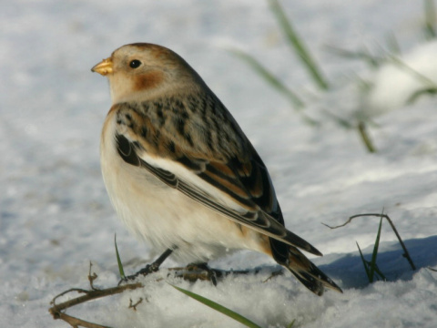 strndka snen / snehuka seversk 
 (Plectrophenax nivalis
)