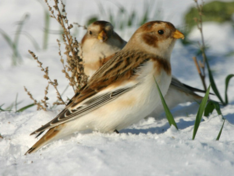 strndka snen / snehuka seversk 
 (Plectrophenax nivalis
)