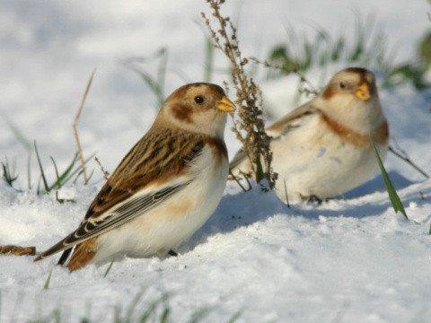 strndka snen / snehuka seversk 
 (Plectrophenax nivalis
)