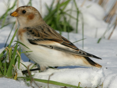 strndka snen / snehuka seversk 
 (Plectrophenax nivalis
)