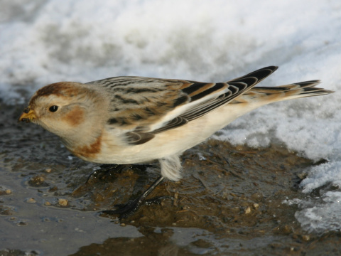 strndka snen / snehuka seversk 
 (Plectrophenax nivalis
)