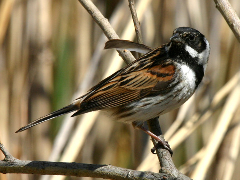 strndka trsov / strndka trstinov 
 (Emberiza schoeniclus
)