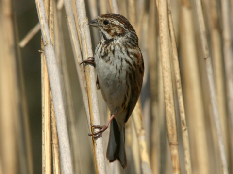 strndka trsov / strndka trstinov 
 (Emberiza schoeniclus
)