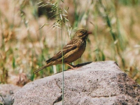 strndka zhradn
 (Emberiza hortulana
)