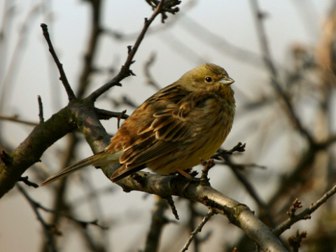 strndka lt / strndka obyajn
 (Emberiza citrinella
)